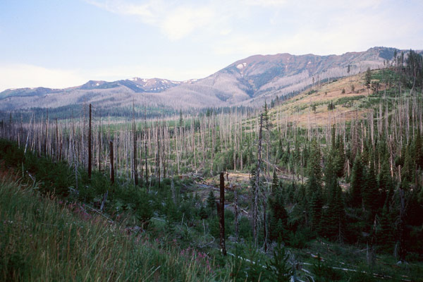 View along USFS Road 39