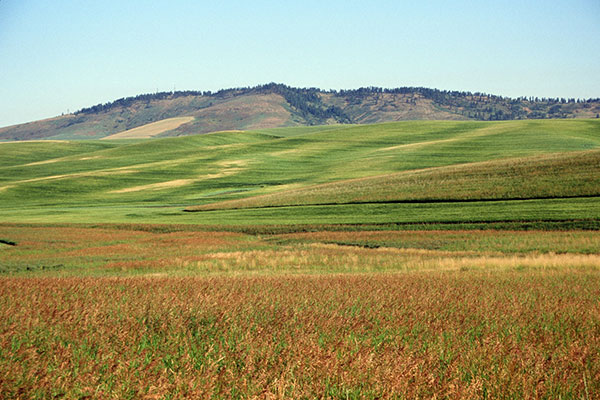 The Palouse north of Pullman