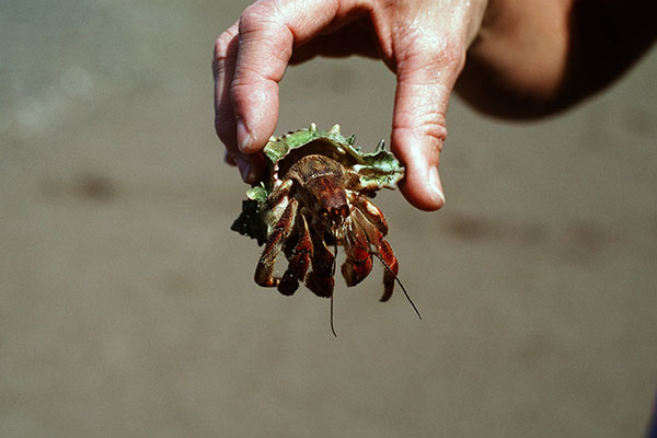 Hermit Crab on Cano Island