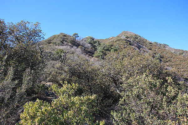 The view towards the summit from the brushy ridge. The trail intersects the summit road at the structure above on the ridge.