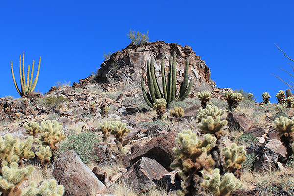 Teddy Bear Cholla and Organ Pipe Cactus low on the southwest ridge