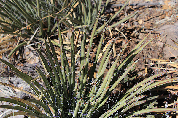 These Schott's Century Plant (Agave schottii var. schottii) spines are firm and sharp