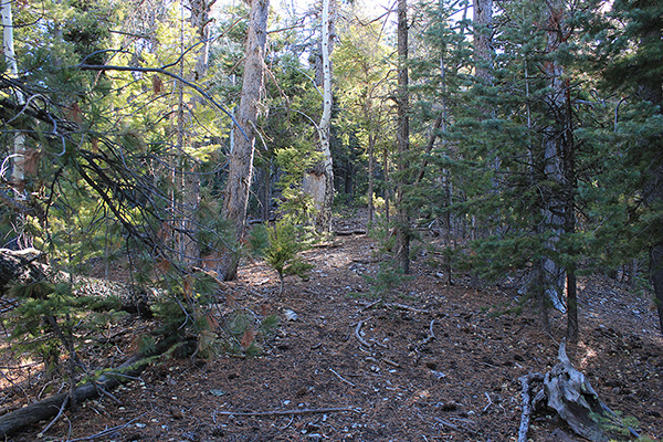 The use trail climbs through mostly open forest