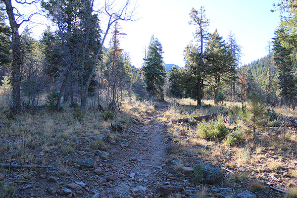 The Bill Williams Mountain Trail leads towards the summit visible directly ahead