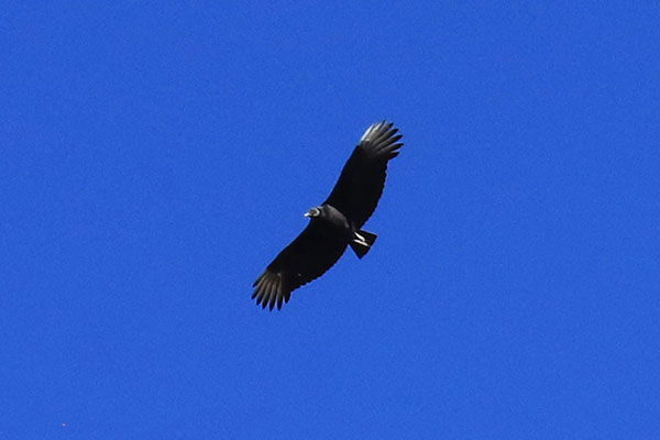 A Black Vulture (Coragyps atratus) soars above Horse Peak